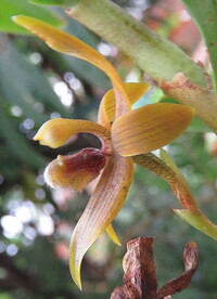 Cyrtidiorchis frontinoensis